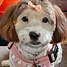 Zoey is registered to the contest to win money with this photo: bow, brown_fur, carpet, close_up, collar, cute, dog, fluffy, glossy_eyes, indoor, leash, long_hair, pet, pink_harness, polka_dots, portrait, puppy, sitting, small_dog, white_fur
