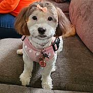 Zoey is registered to the contest to win money with this photo: animal, blue_jeans, brown_couch, closeup, companion, cozy, cute, dog, domestic, fluffy, furniture, indoor, looking_at_camera, orange_sweater, person, pet, pink_bow, pink_harness, sitting, small_dog