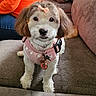 animal, blue_jeans, brown_couch, closeup, companion, cozy, cute, dog, domestic, fluffy, furniture, indoor, looking_at_camera, orange_sweater, person, pet, pink_bow, pink_harness, sitting, small_dog