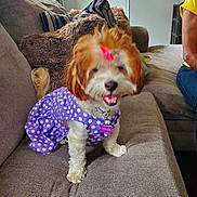 Zoey joined the competition — help win amazing prizes! brown_and_white, cavalier_spaniel, collar, couch, cushion, dog, fluffy, happy, indoors, living_room, open_mouth, pet, pink_bow, polka_dots, puppy, purple_outfit, sitting, small_dog, smiling, tag