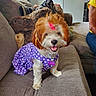 brown_and_white, cavalier_spaniel, collar, couch, cushion, dog, fluffy, happy, indoors, living_room, open_mouth, pet, pink_bow, polka_dots, puppy, purple_outfit, sitting, small_dog, smiling, tag