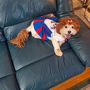 Zoey is registered to the contest to win money with this photo: dog, pet, cheerleader_outfit, costume, leather_couch, indoor, smiling, happy, fur, tail, small_dog, wood_floor, home, domestic_animal, animal, seated, looking_at_camera, cute, playful, cheer