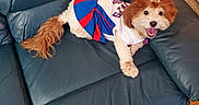 Zoey is registered to the contest to win money with this photo: animal, cheer, cheerleader_outfit, costume, cute, dog, domestic_animal, fur, happy, home, indoor, leather_couch, looking_at_camera, pet, playful, seated, small_dog, smiling, tail, wood_floor