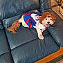 dog, pet, cheerleader_outfit, costume, leather_couch, indoor, smiling, happy, fur, tail, small_dog, wood_floor, home, domestic_animal, animal, seated, looking_at_camera, cute, playful, cheer