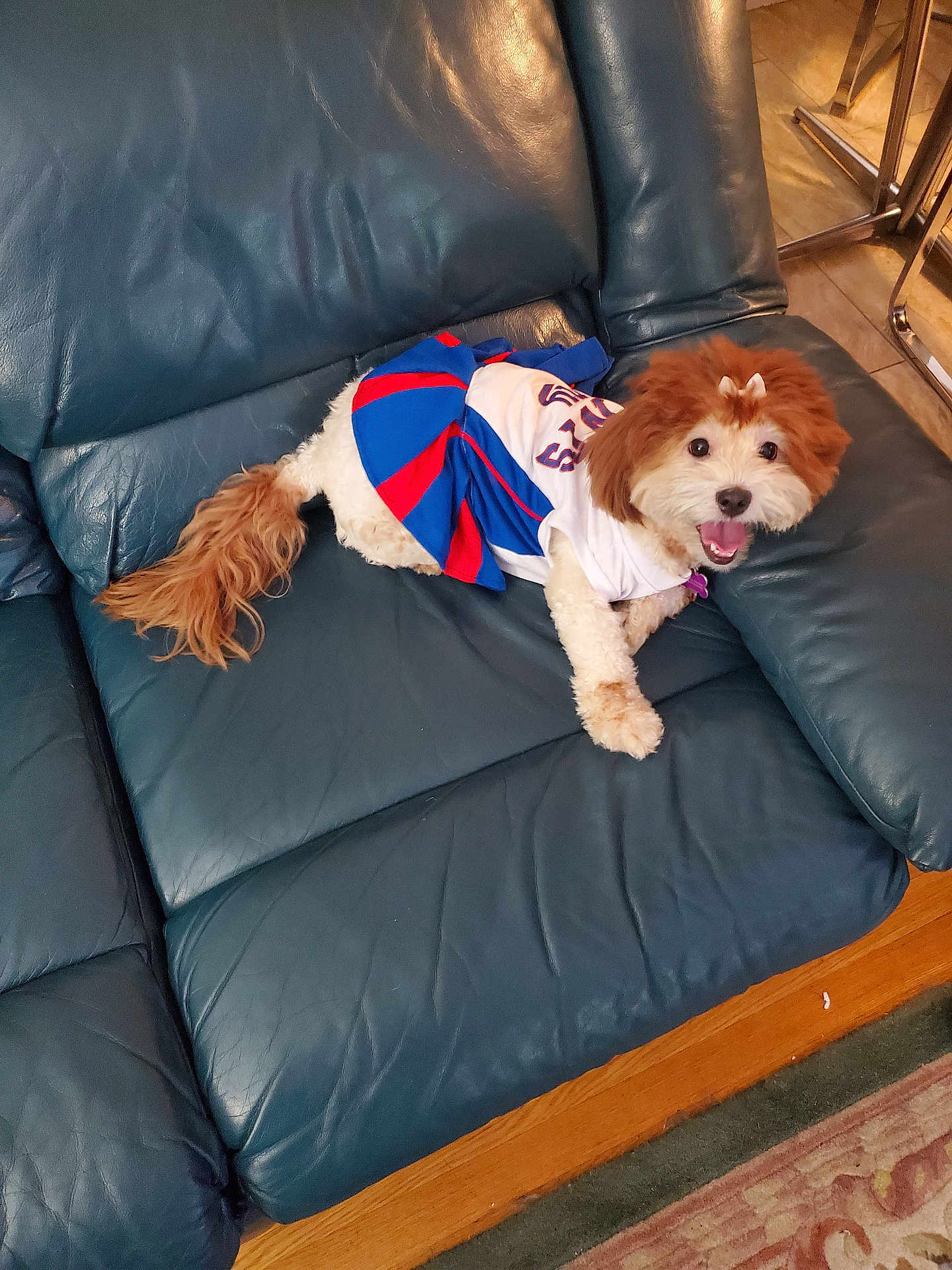 Zoey is registered to the contest to win money with this photo: dog, pet, cheerleader_outfit, costume, leather_couch, indoor, smiling, happy, fur, tail, small_dog, wood_floor, home, domestic_animal, animal, seated, looking_at_camera, cute, playful, cheer