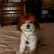 Zoey joined the competition — help win amazing prizes! dog, bow, bed, bedroom, furniture, dresser, television, clock, indoor, pet, collar, tag, curly_fur, brown_and_white, soft_lighting, home, resting, cute, small_dog, sleeping_area