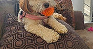 Zoey is registered to the contest to win money with this photo: animal, blanket, carpet, cozy, dog, door, fur, furniture, indoor, living_room, mouth, orange_ball, pet, pillow, pink_harness, relaxed, shadow, sunlight, toy, window