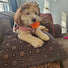 Zoey is registered to the contest to win money with this photo: animal, blanket, carpet, cozy, dog, door, fur, furniture, indoor, living_room, mouth, orange_ball, pet, pillow, pink_harness, relaxed, shadow, sunlight, toy, window