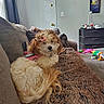 Zoey joined the competition — help win amazing prizes! blanket, brown, couch, cozy, curtain, dog, door, drawer, fur, furniture, harness, indoors, light_switch, living_room, painting, pet, pillow, pink_bow, relaxing, toy