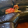 Zoey is registered to the contest to win money with this photo: brown_and_white, cute, dog, dressed_pet, fluffy, gingham, houseplants, indoor, leather_couch, living_room, lounging, pet, pillows, portrait, red_dress, sitting, small_dog, sofa, toy_dog, wooden_floor