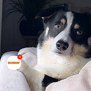 Max is registered to the contest to win money with this photo: dog, couch, blanket, indoor, pet, cozy, black_and_white, relaxing, fur, animal, home, comfort, portrait, canine, resting, cute, close_up, sofa, living_room, plant