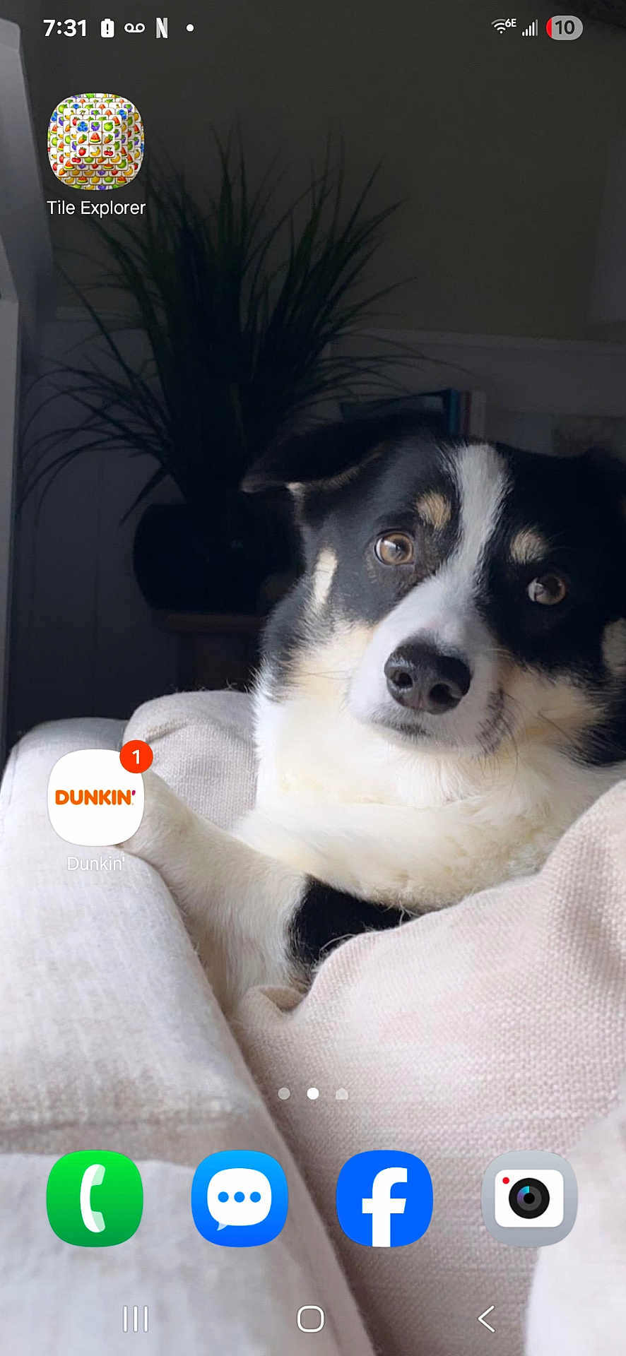 Max is registered to the contest to win money with this photo: dog, couch, blanket, indoor, pet, cozy, black_and_white, relaxing, fur, animal, home, comfort, portrait, canine, resting, cute, close_up, sofa, living_room, plant