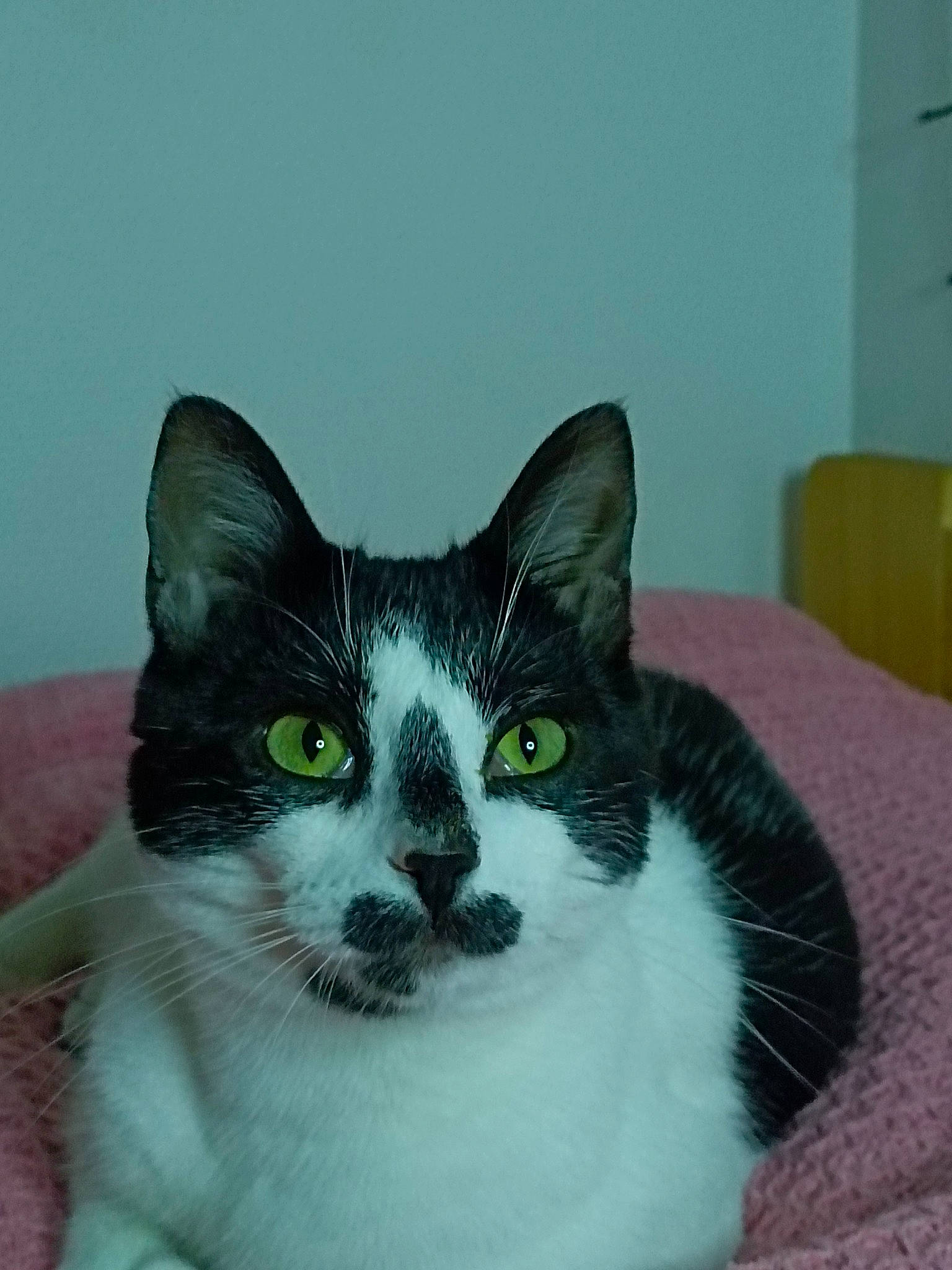 Lucifer a rejoint le concours — aidez-le/la à gagner de superbes lots ! carnivore, cat, comfort, couch, domestic_short_haired_cat, eye, felidae, fur, head, paw, small_to_medium_sized_cats, snout, whiskers