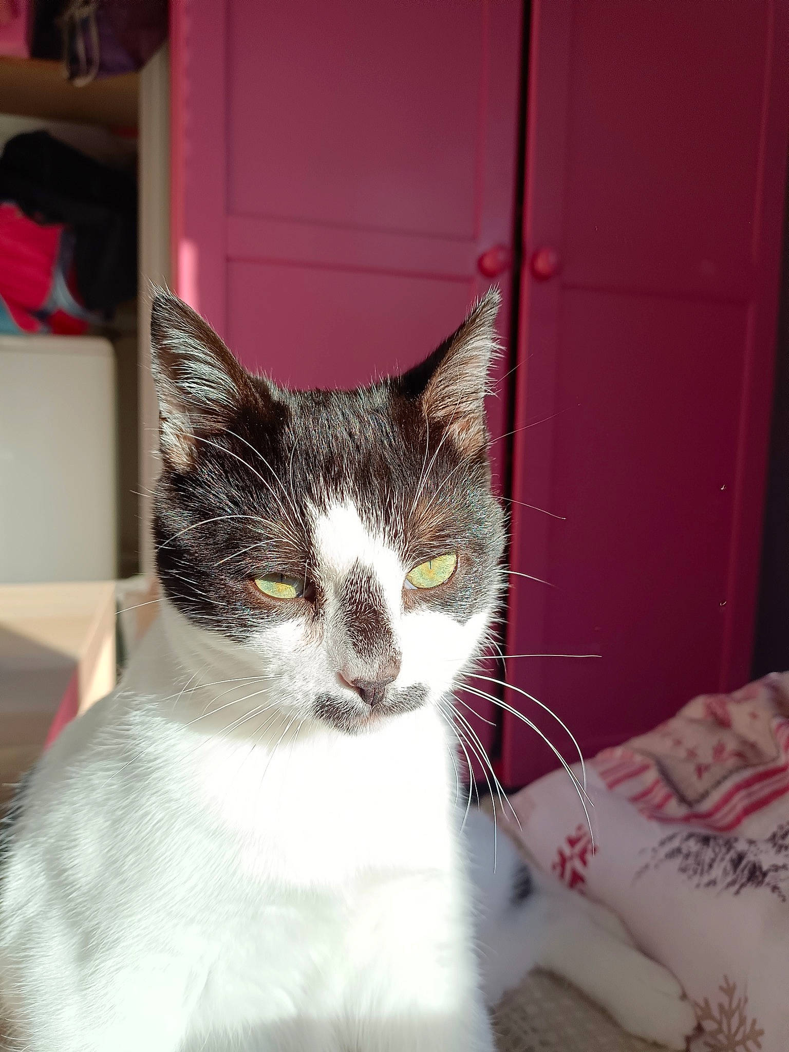 Lucifer participe au concours pour gagner de l'argent avec cette photo : box, cabinetry, carnivore, cat, comfort, domestic_short_haired_cat, felidae, fur, head, iris, linens, paw, small_to_medium_sized_cats, snout, tail, whiskers, window