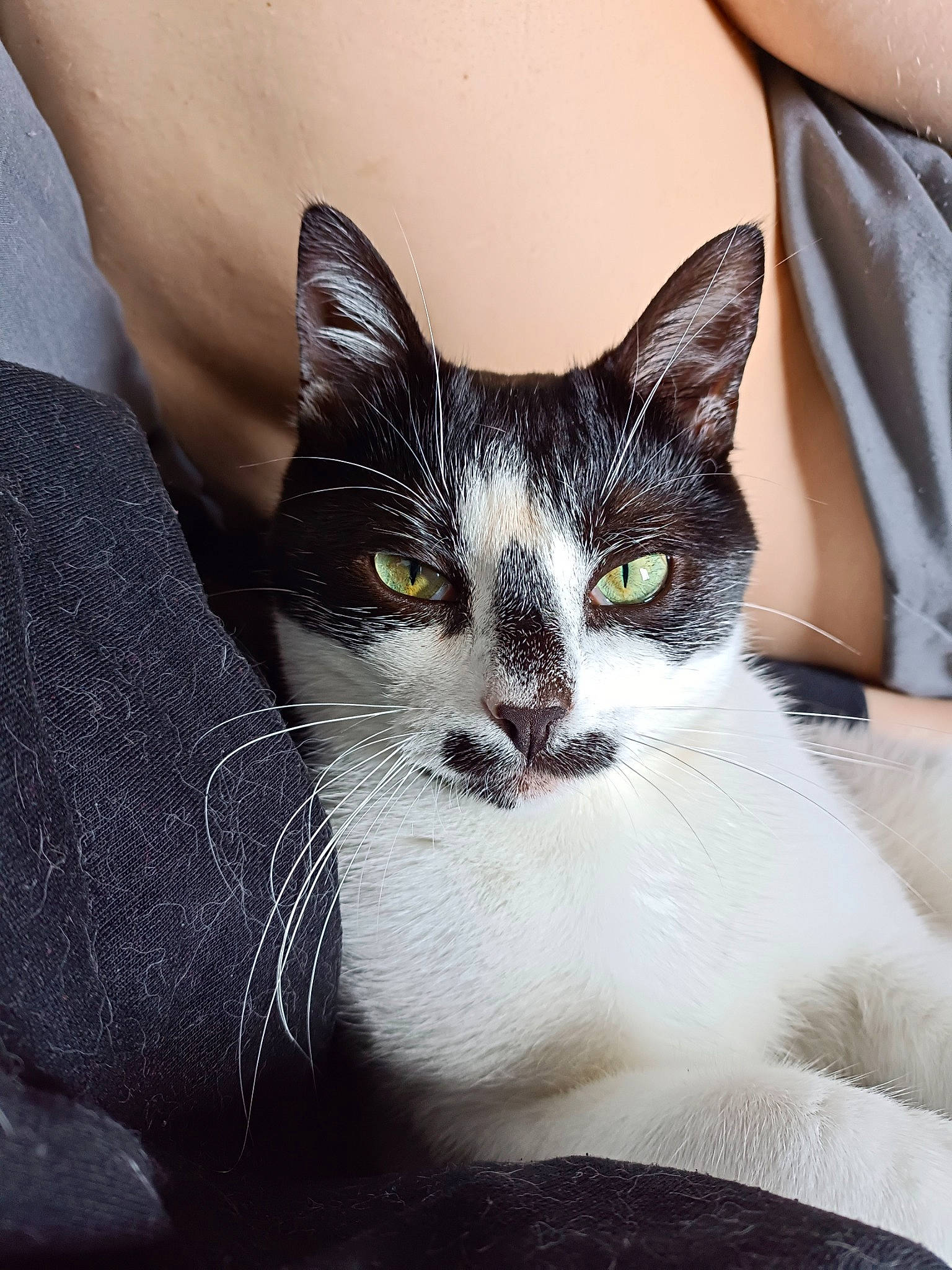 Lucifer participe au concours pour gagner de l'argent avec cette photo : carnivore, cat, claw, comfort, domestic_short_haired_cat, ear, eyelash, felidae, foot, fur, leg, paw, sitting, small_to_medium_sized_cats, snout, tail, tie, whiskers, window