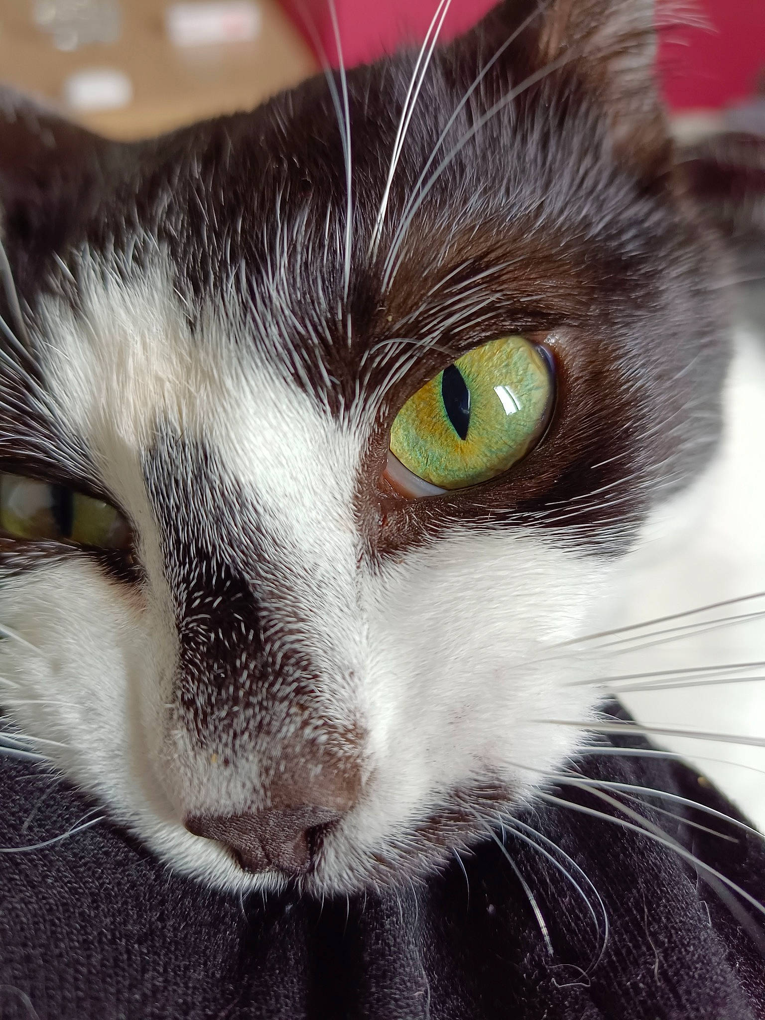 Lucifer participe au concours pour gagner de l'argent avec cette photo : carnivore, cat, curious, domestic_short_haired_cat, ear, felidae, fur, human_body, small_to_medium_sized_cats, snout, terrestrial_animal, whiskers