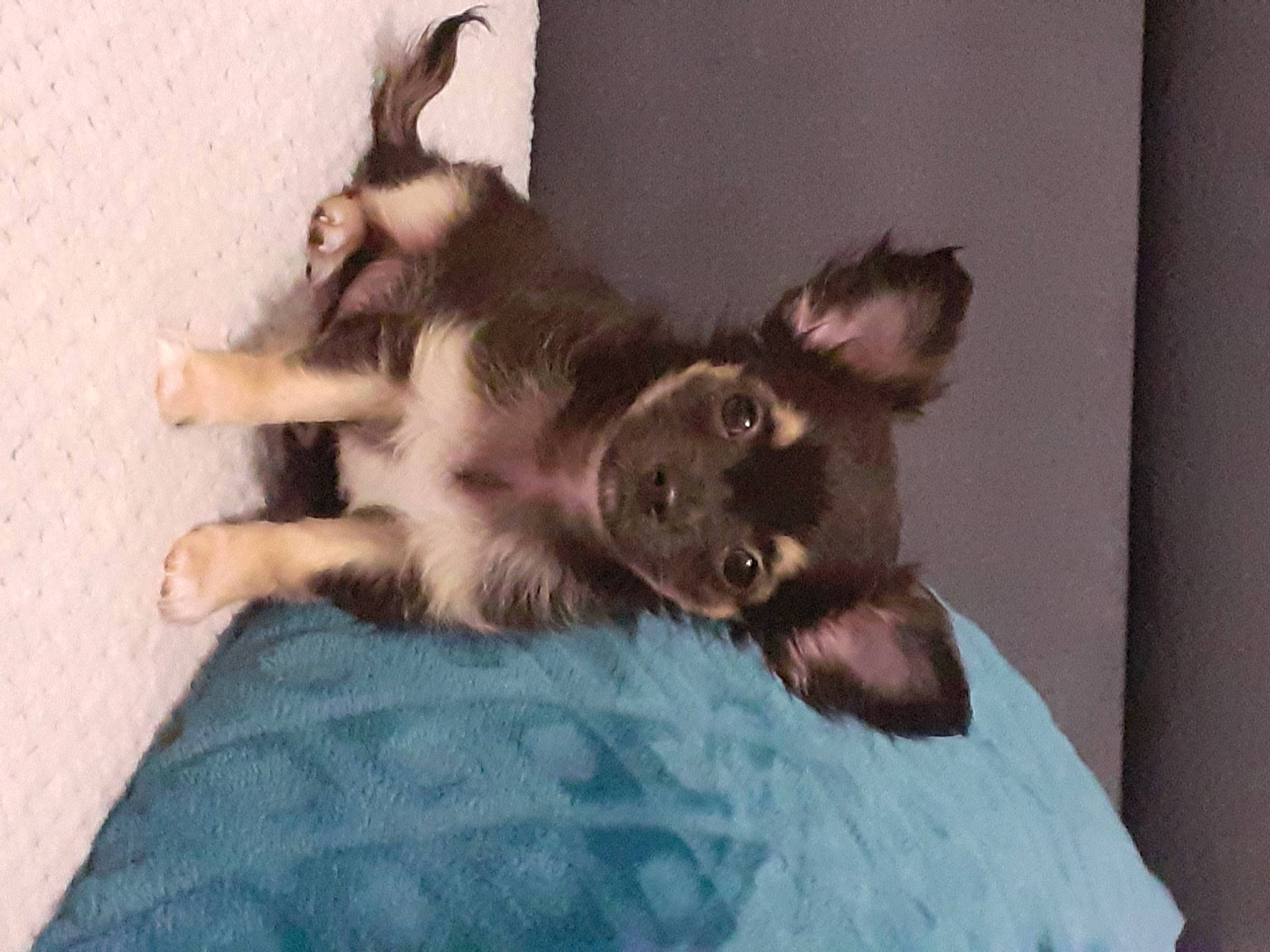 Sanka a rejoint le concours — aidez-le/la à gagner de superbes lots ! black_cat, canidae, carnivore, claw, comfort, companion_dog, dog_breed, domestic_short_haired_cat, fawn, felidae, fur, linens, paw, puppy, small_to_medium_sized_cats, snout, sporting_group, tail, whiskers, working_animal