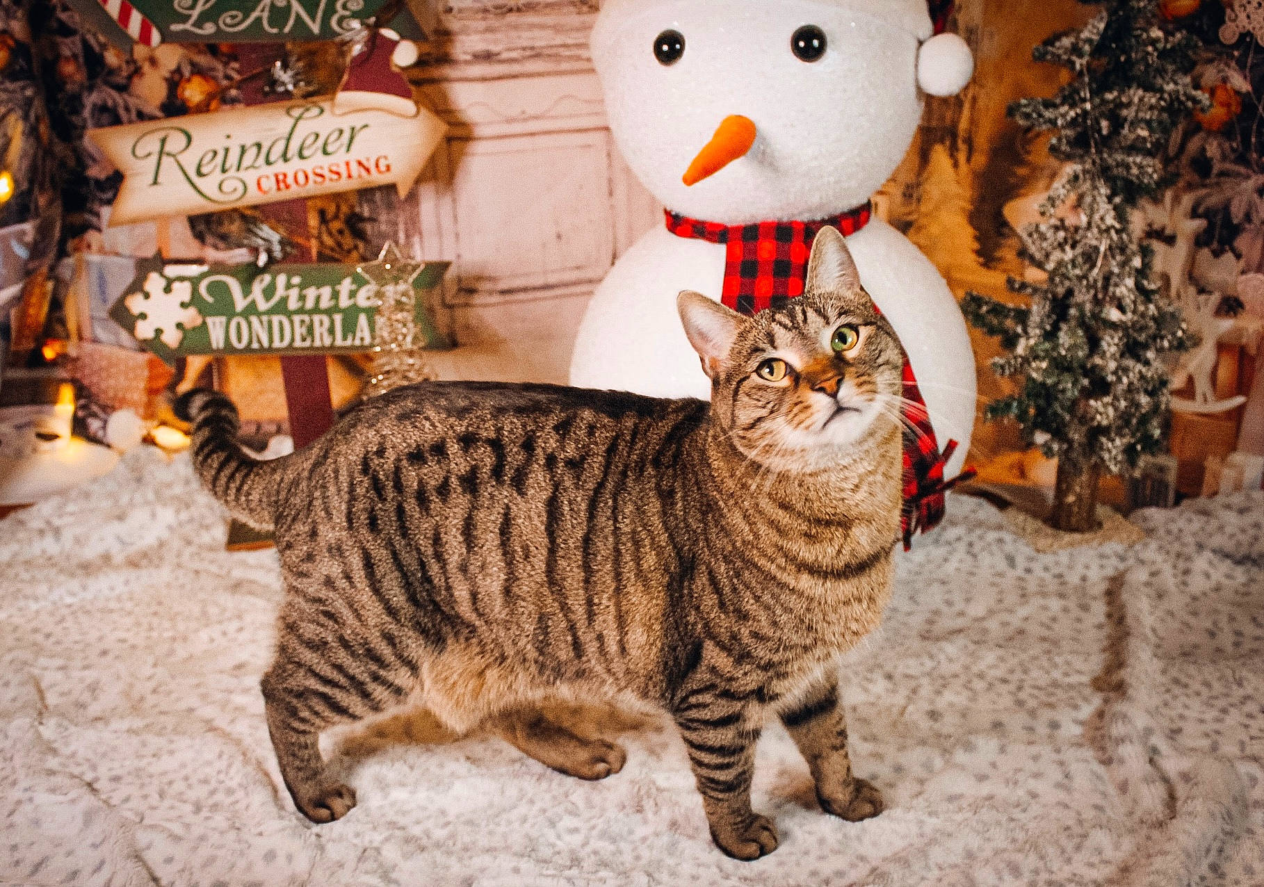 Kittie is registered to the contest to win money with this photo: carnivore, cat, domestic_short_haired_cat, fawn, felidae, fur, mammal, ornament, pattern, paw, photo_caption, small_to_medium_sized_cats, tail, terrestrial_animal, toy, tree, vertebrate, whiskers, wildlife, wood