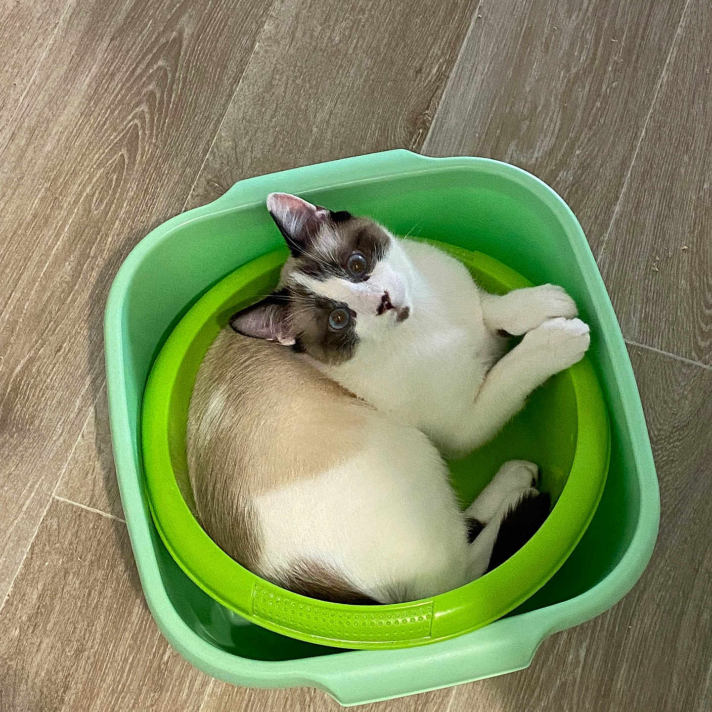 Flocon participe au concours pour gagner de l'argent avec cette photo : animal, cat, container, cozy, curious, cute, domestic, feline, floor, green, indoor, looking_up, pet, plastic, relaxed, resting, snug, white_and_brown, wood, young_cat