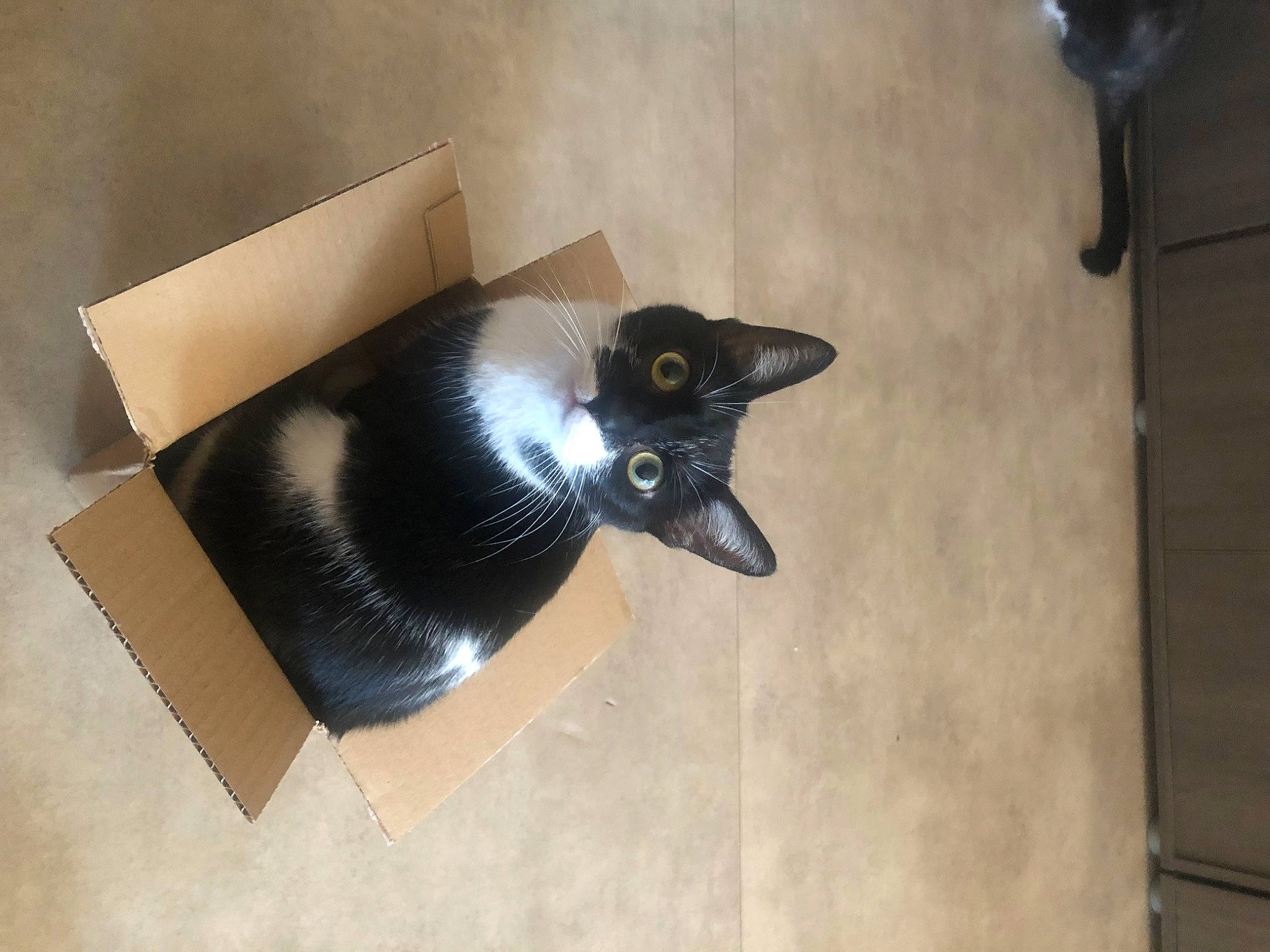 Princesse a rejoint le concours — aidez-le/la à gagner de superbes lots ! black_cat, box, cardboard, carnivore, cat, chair, comfort, domestic_short_haired_cat, felidae, flooring, fur, hardwood, paper, paper_product, rectangle, room, small_to_medium_sized_cats, tail, whiskers, wood