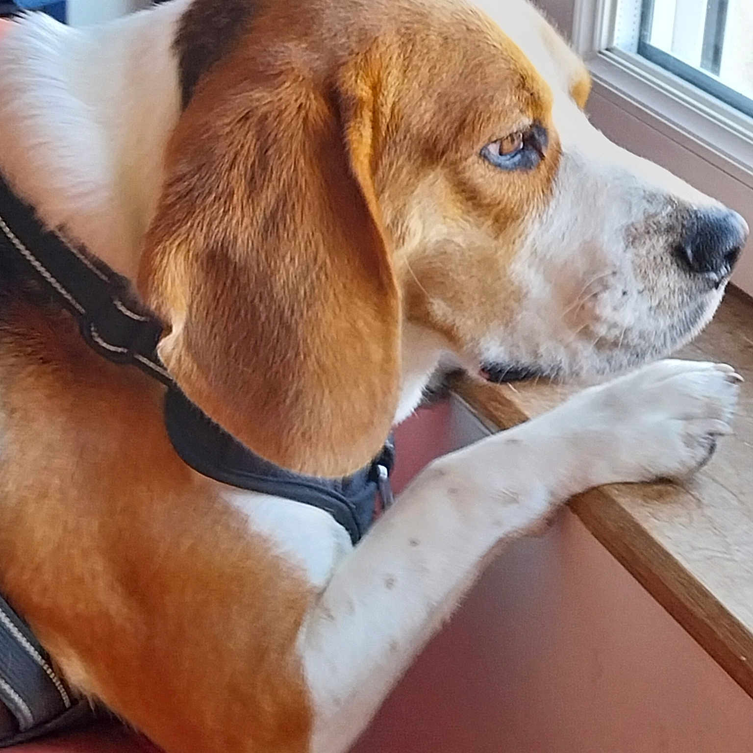 Karl participe au concours pour gagner de l'argent avec cette photo : dog, beagle, pet, animal, blue_eyes, brown_and_white, floppy_ears, long_ears, muzzle, nose, paws, fur, collar, harness, sitting, leaning, table, window, indoors, portrait
