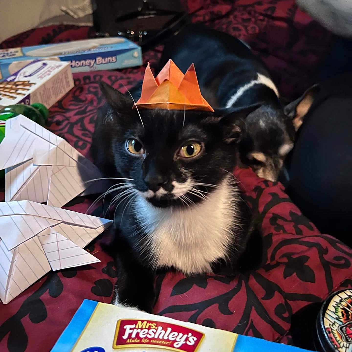 Poe Diddle is registered to the contest to win money with this photo: advertisement, animal, architecture, box, building, canine, cat, couch, document, dog, food, furniture, kitten, outdoors, person, pet, receipt, shelter, text, urban
