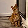 Bean joined the competition — help win amazing prizes! cat, orange_tabby, pet, indoor, wooden_floor, glass_door, curious, sitting, floor, animal, feline, domestic_cat, young_cat, cute, whiskers, ears, tail, looking_up, head_tilt, eyes