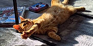 Bean is registered to the contest to win money with this photo: cat, ginger_cat, stretching, rug, indoor, sunlight, shadow, table, floor, relaxation, pet, feline, cozy, home, domestic_animal, playful, resting, sunbeam, orange_fur, living_room