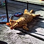 cat, ginger_cat, stretching, rug, indoor, sunlight, shadow, table, floor, relaxation, pet, feline, cozy, home, domestic_animal, playful, resting, sunbeam, orange_fur, living_room