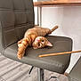 Bean is registered to the contest to win money with this photo: cat, orange_tabby, chair, indoor, pet, playful, stretching, curious, feline, fur, whiskers, flooring, modern, furniture, relaxed, paw, looking, animal, cute, domestic