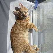 Bean is registered to the contest to win money with this photo: cat, kitten, orange_tabby, feline, pet, sunlight, window, indoor, relaxed, curious, white_fabric, closeup, animal, cute, young_cat, paw, whiskers, fur, laying, domestic_cat
