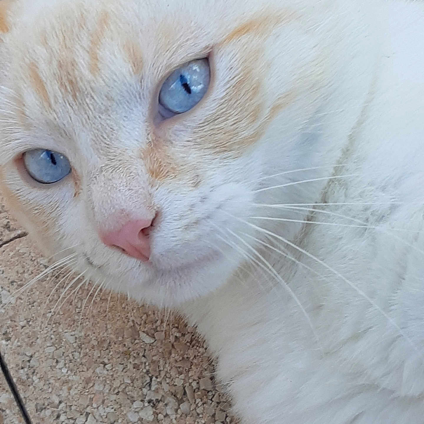 Jhonny a rejoint le concours — aidez-le/la à gagner de superbes lots ! abyssinian, accessories, angora, animal, cat, kitten, leash, manx, person, pet, rock, siamese, slate, sleeping, snout, strap, white