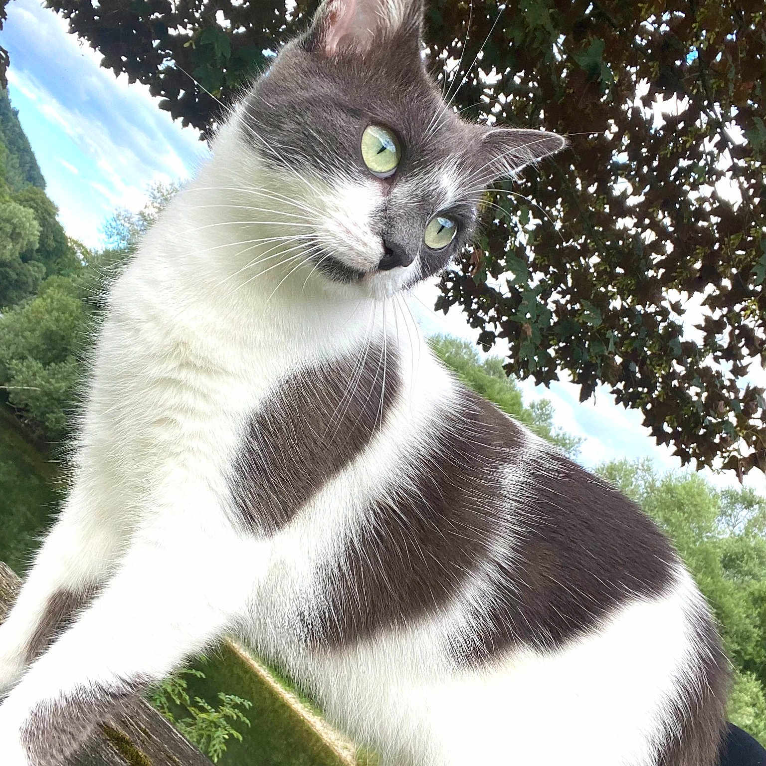 Maya