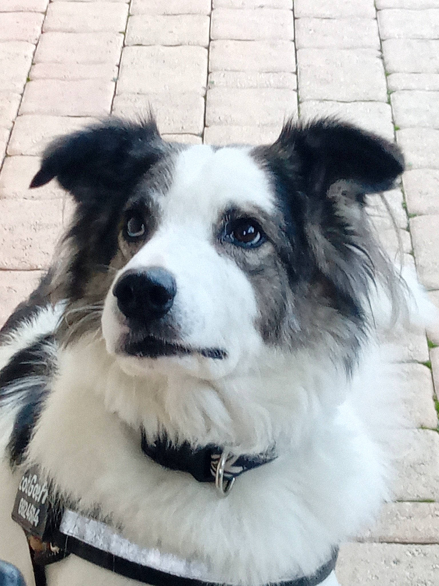 Scott a rejoint le concours — aidez-le/la à gagner de superbes lots ! ancient_dog_breeds, canidae, carnivore, collar, companion_dog, dog, dog_breed, dog_collar, fur, herding_dog, snout, sporting_group, whiskers, working_animal, working_dog