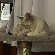 Saiko participe au concours pour gagner de l'argent avec cette photo : cat, sleeping_cat, pet, indoor, cat_tree, curtain, window, paw, whiskers, fur, nap, cozy, resting, portrait, feline, soft_texture, ears, paws_tucked, home_interior, furniture