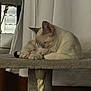 cat, sleeping_cat, pet, indoor, cat_tree, curtain, window, paw, whiskers, fur, nap, cozy, resting, portrait, feline, soft_texture, ears, paws_tucked, home_interior, furniture