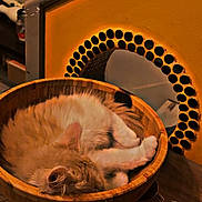 Nougat a rejoint le concours — aidez-le/la à gagner de superbes lots ! cat, cozy, curled_up, cute, decor, domestic_animal, fur, furniture, household, indoor, mirror, pet, relaxation, rest, sleeping, sunglasses, table, wood, wooden_bowl, yellow_wall