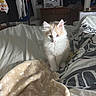 animal, bed, blanket, cat, cozy, curious, cute, domestic, fur, furniture, indoor, kitten, orange, pet, resting, room, small, soft, white, young