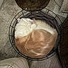 Nougat participe au concours pour gagner de l'argent avec cette photo : basket, blanket, cat, cozy, domestic, floor, footwear, fur, furniture, home, indoor, orange, paw, pet, relaxing, round, sleeping, white, wire, wooden_floor