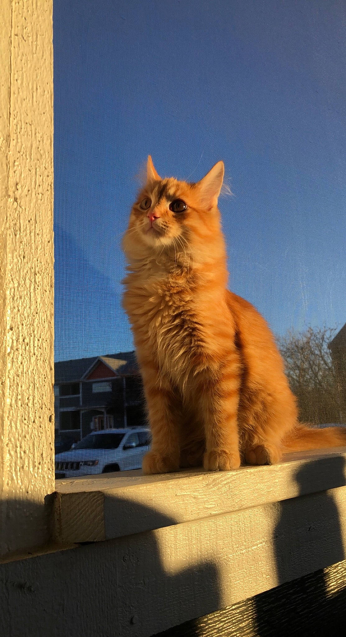 Chucky joined the competition — help win amazing prizes! carnivore, cat, fawn, felidae, freezing, fur, plant, sky, small_to_medium_sized_cats, snout, snow, tail, tints_and_shades, tire, tree, trunk, whiskers, window, winter, wood