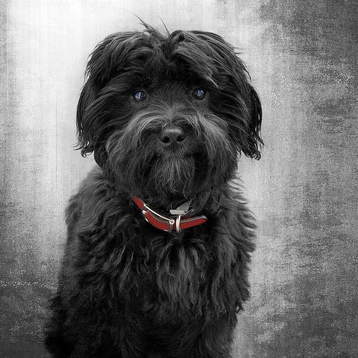 Charlie