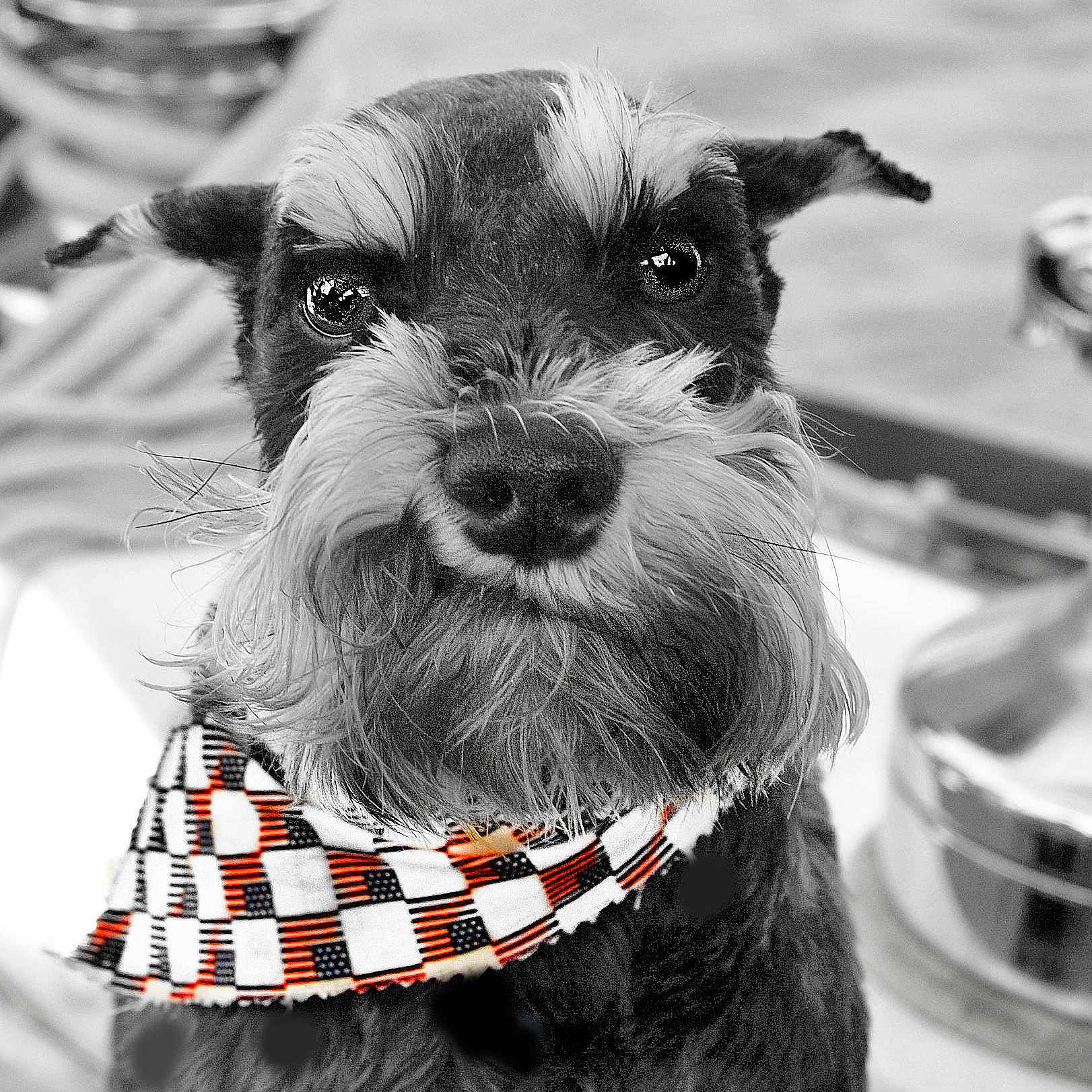 Lexie joined the competition — help win amazing prizes!