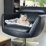 Smoothie a rejoint le concours — aidez-le/la à gagner de superbes lots ! animal, beige_cat, blanket, cat, comfortable, cushion, feline, floor, glass_tabletop, home_decor, indoor, leather_chair, living_room, modern_furniture, pet, plant, relaxed, resting, swivel_chair, table