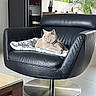 animal, beige_cat, blanket, cat, comfortable, cushion, feline, floor, glass_tabletop, home_decor, indoor, leather_chair, living_room, modern_furniture, pet, plant, relaxed, resting, swivel_chair, table
