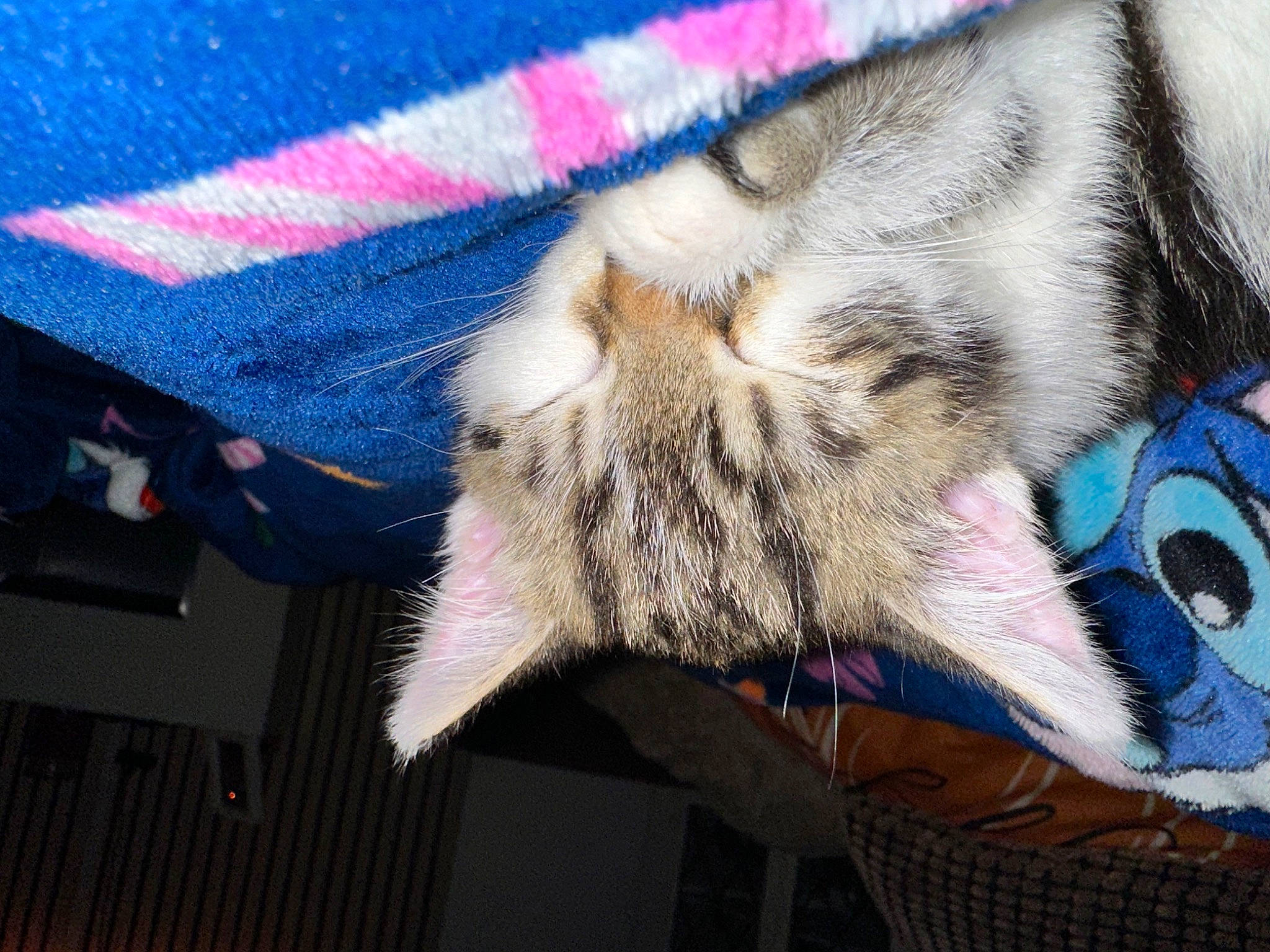 Combsy joined the competition — help win amazing prizes! art, carnivore, cat, comfort, domestic_short_haired_cat, electric_blue, fawn, felidae, fur, grey, human_leg, linens, pattern, paw, small_to_medium_sized_cats, tail, tartan, textile, whiskers, wing