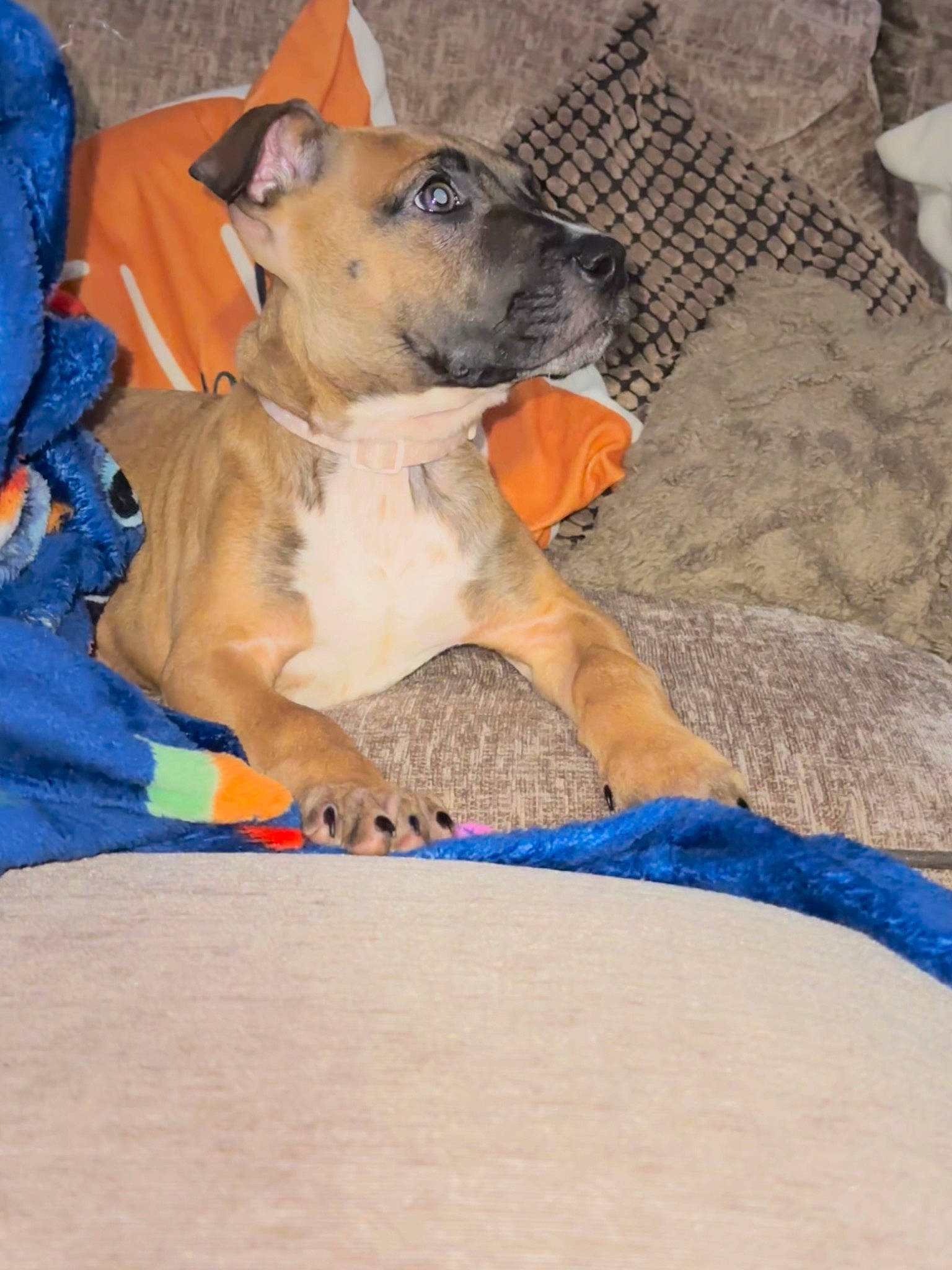 Luca is registered to the contest to win money with this photo: canidae, carnivore, collar, comfort, companion_dog, dog, dog_breed, dog_clothes, dog_collar, dog_supply, fawn, guard_dog, linens, non_sporting_group, paw, pet_supply, snout, sporting_group, terrestrial_animal, working_animal