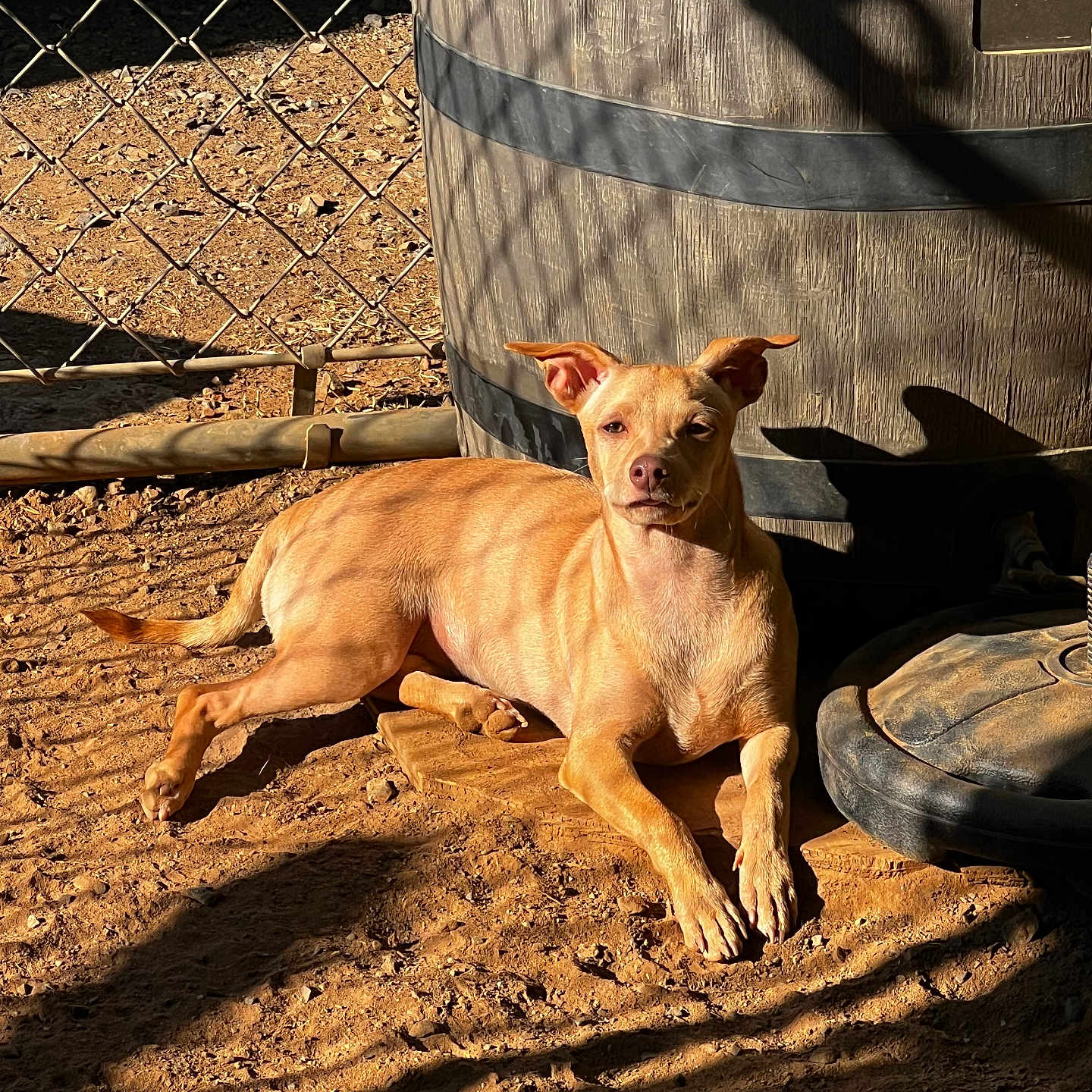 Galletita is registered to the contest to win money with this photo: animal, barrel, canine, daytime, dirt, dog, ears_up, fence, ground, lying_down, nature, outdoor, pet, quiet, relaxed, resting, shadow, sunlight, sunny, tan_dog