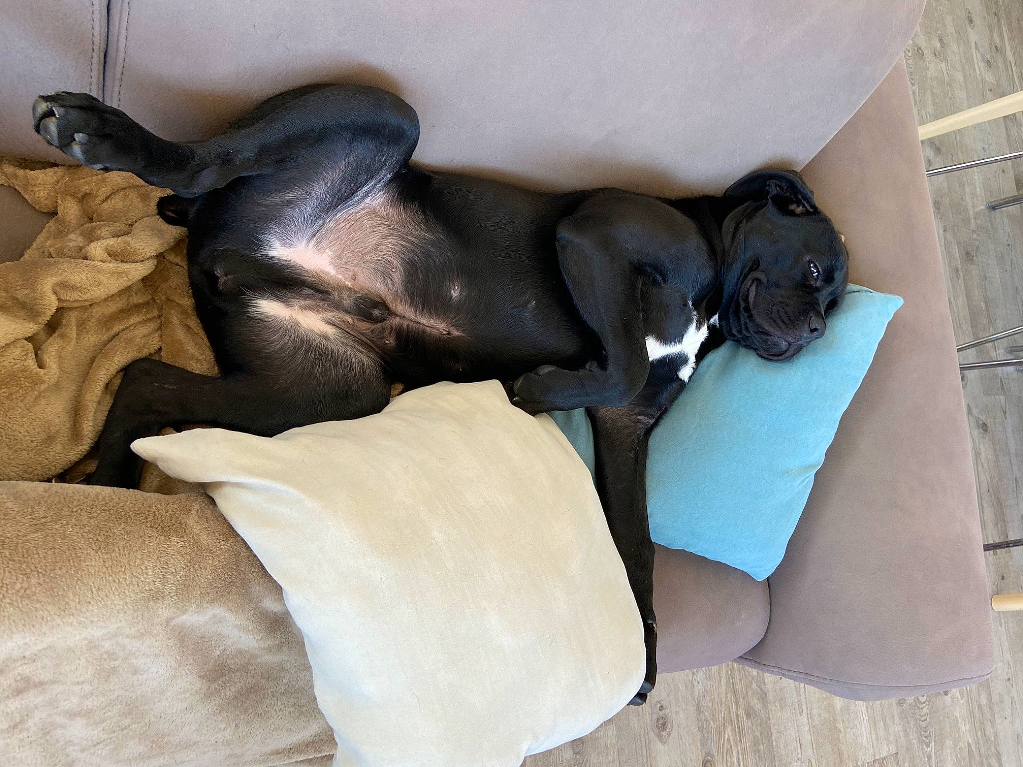 Potter participe au concours pour gagner de l'argent avec cette photo : canidae, carnivore, companion_dog, dog, dog_breed, fawn, great_dane, italian_greyhound, non_sporting_group, snout, sporting_group, tail