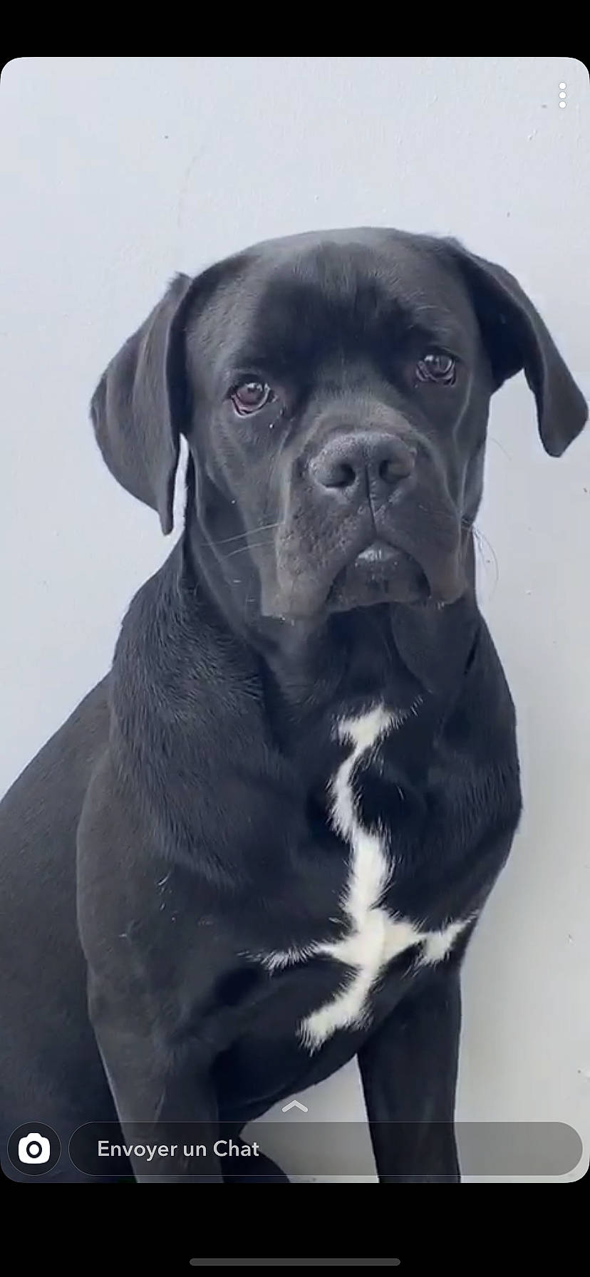 Potter participe au concours pour gagner de l'argent avec cette photo : american_pit_bull_terrier, bandog, boxer, cane_corso, canidae, carnivore, companion_dog, dog, dog_breed, fawn, guard_dog, mammal, molosser, non_sporting_group, rare_breed_dog, snout, sporting_group, vertebrate, whiskers, working_dog