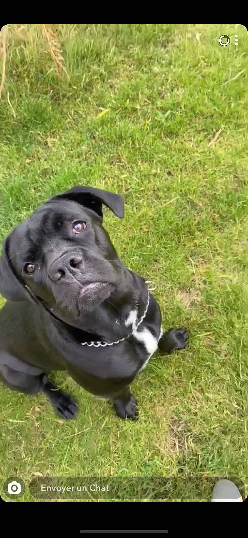 Potter participe au concours pour gagner de l'argent avec cette photo : american_pit_bull_terrier, bandog, cane_corso, canidae, carnivore, companion_dog, dog, dog_breed, french_bulldog, grass, mammal, molosser, non_sporting_group, pit_bull, pug, puppy, snout, sporting_group, staffordshire_bull_terrier, vertebrate